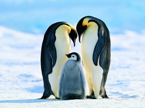 Emperor Penguin: David Tipling (thoughtco.com)